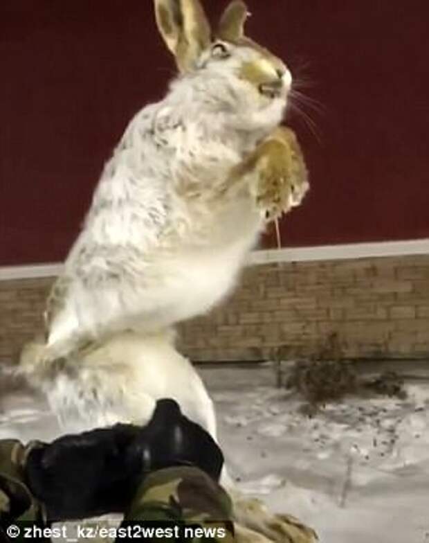 A hare was trapped while climbing through a fence before dying in the arctic conditions and its body had to be pulled free by locals