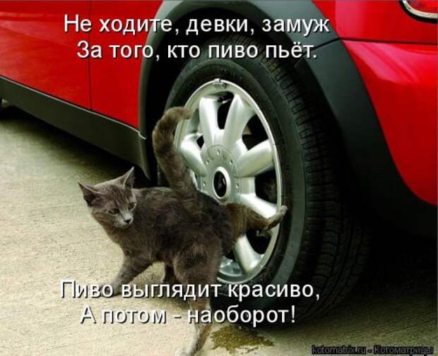 Свежая котоматрица на Бугаге (33 фото)
