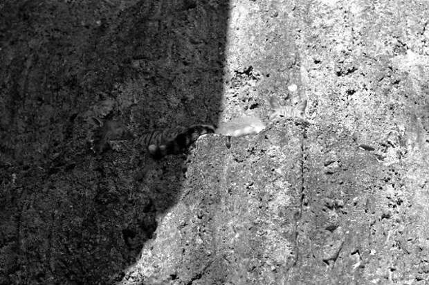 find-hidden-cat-camouflage-hide-and-seek-catouflage-123-5836a3b67c646__605