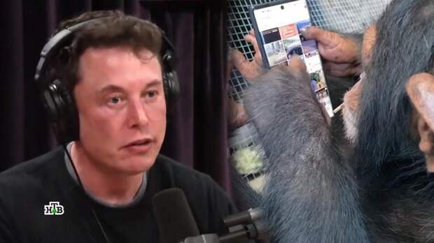 «Это действительно опасно»: Маск испытал на обезьяне проникновение в мозг человека