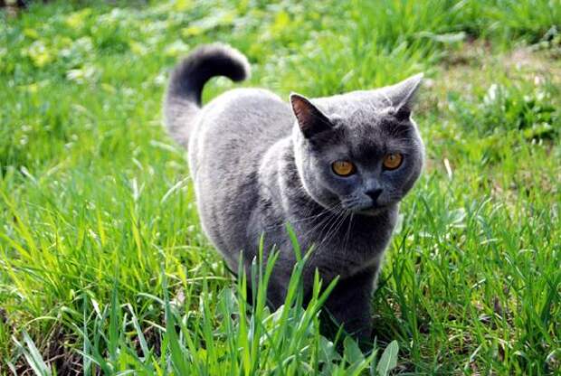 Британская короткошерстная кошка, фото психология кошки фотография