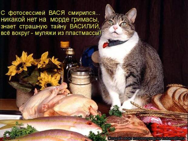 Лучшие котоматрицы недели (50 фото)