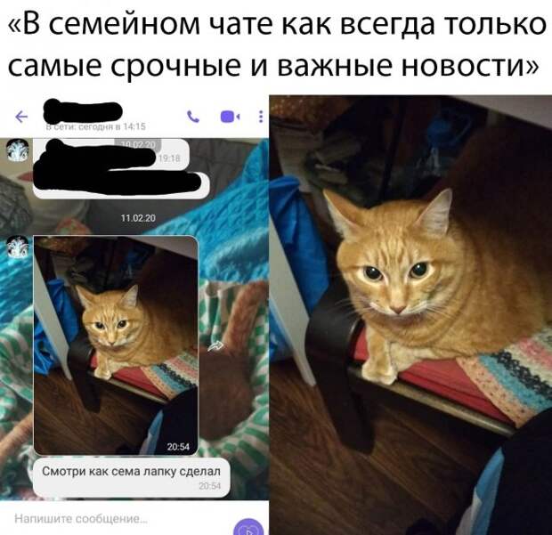 Фото кота в семейном чате