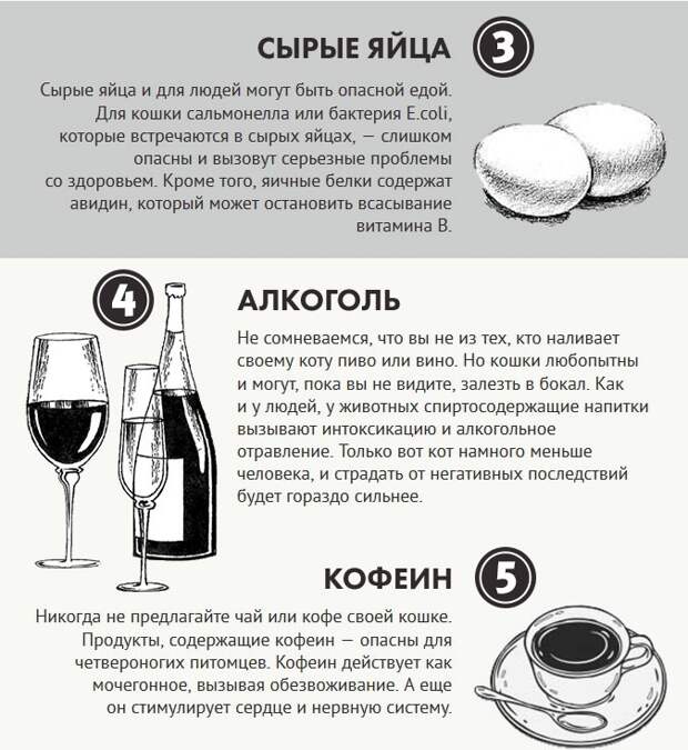 Чем нельзя кормить котов еда, информация, корма, кошки, питание, полезно знать
