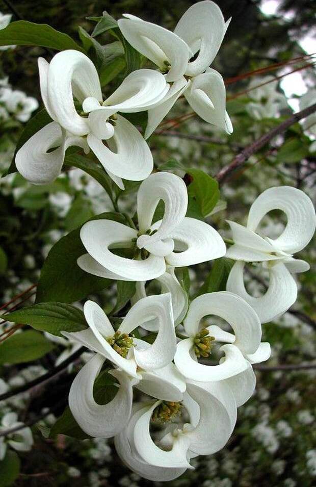 Cornus florida subsp. Urbiniana - редкая мексиканская версия общепринятого американского дерева кизила интересное, красота, флора, цветы