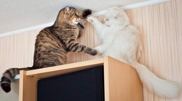 cats17 Фотограф и его коты