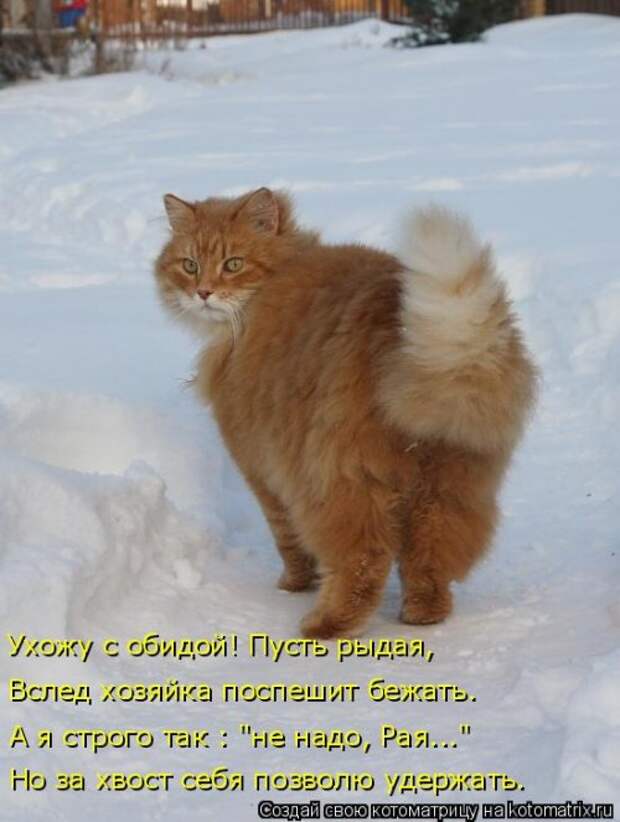 Свежая котоматрица для настроения (32 фото)