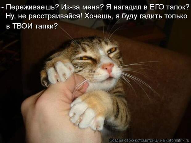 Лучшие котоматрицы недели (50 фото)