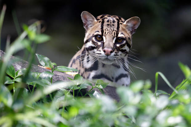 Ученые нашли новых тигровых кошек в Бразилии