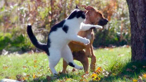 Босс и пацаны