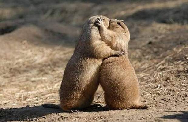 Funny-Cute-Animals-Kissing