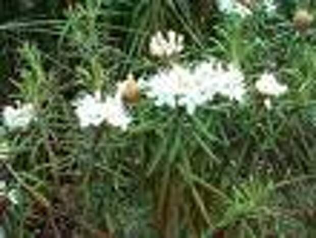 БАГУЛЬНИК БОЛОТНЫЙ Ledum palustre БАГУЛЬНИК БОЛОТНЫЙ Ledum palustre