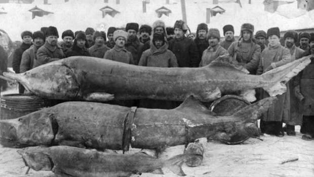 Белуга – самая большая пресноводная рыба в мире