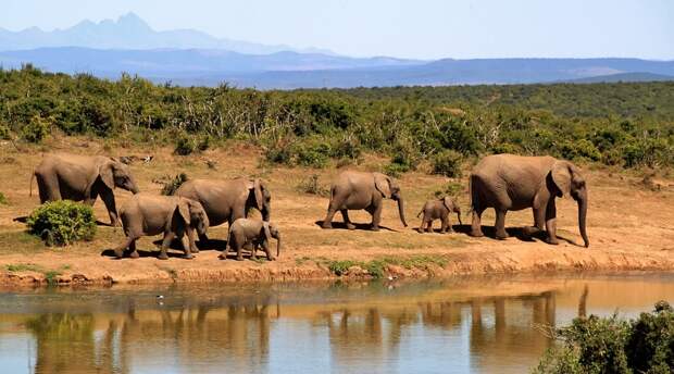 Слон, Стадо Слонов, Саванновый Африканский Слон, Африка