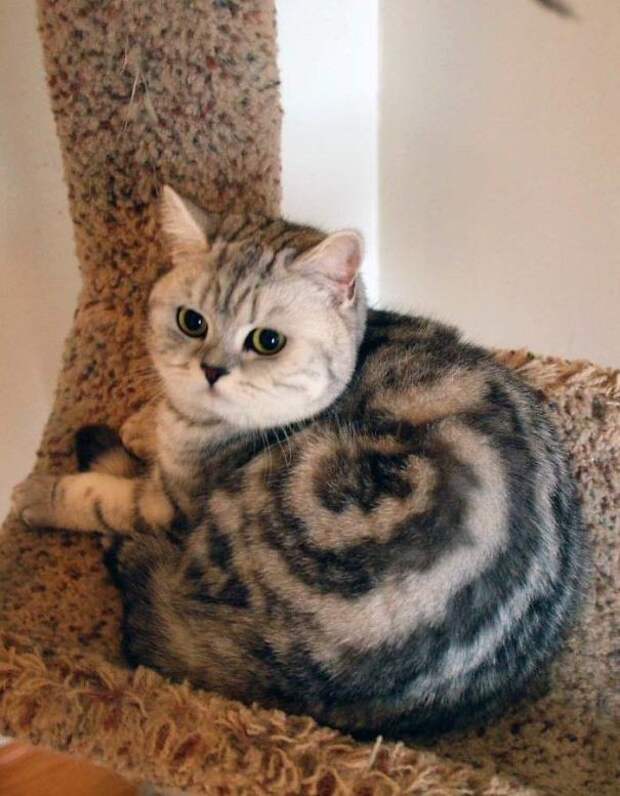 Булочка Синнабон животные, забавно, коты, кошки, неожиданно, окрас, окрас кошек, фото