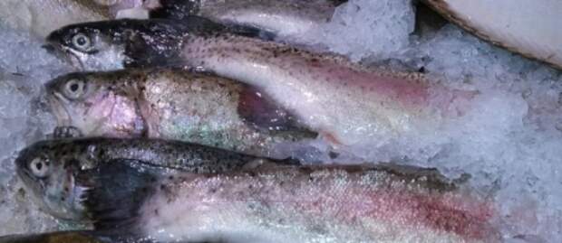 В Россию не пустили 350 кг финской трески и лосося