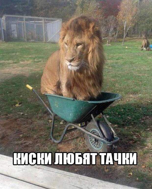 Забавные картинки с надписями для веселья (12 фото) Забавные картинки с надписями для веселья (12 фото)
