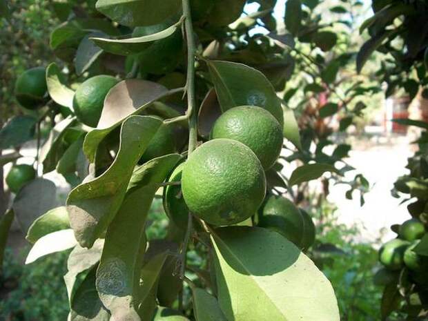 Лимон (Limon), фото полезные растения фотография картинка