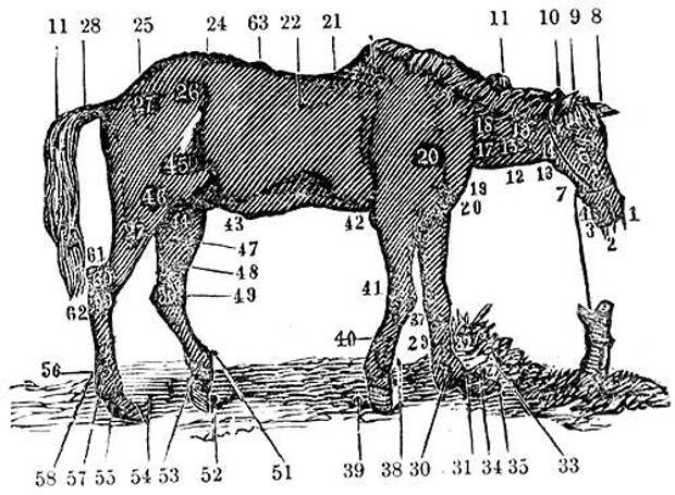 строение половых органов коровы. поглотительное скрещивание коз схема. топография статей крупного рогатого скота. гормональная схема осеменения коров. холка у крс.