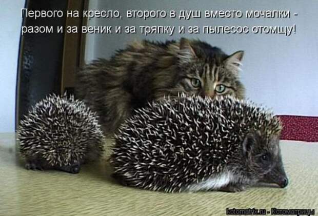 Котоматрицы(картинки с надписями)