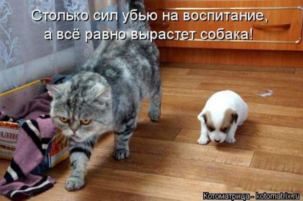 Котоматрицы (картинки с надписями)