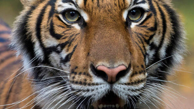 Тигрица Надя из зоопарка Бронкса сдала положительный тест на коронавирус