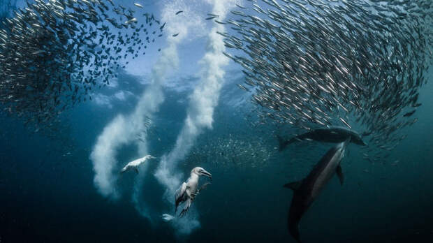 Победители фотоконкурса National Geographic 2