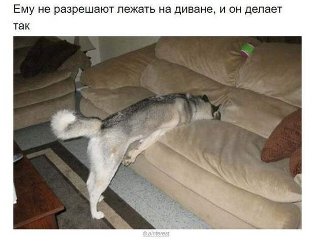 Собаки, которые поняли эту жизнь Собака, хитрые твари, длиннопост