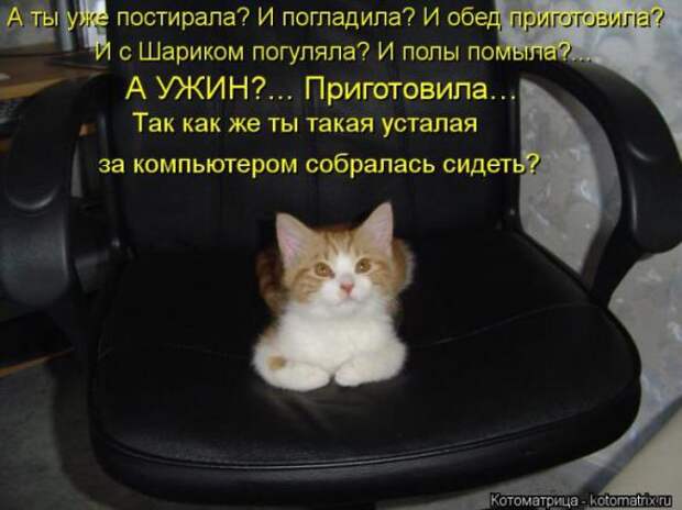 Котоматрицы (картинки с подписями)