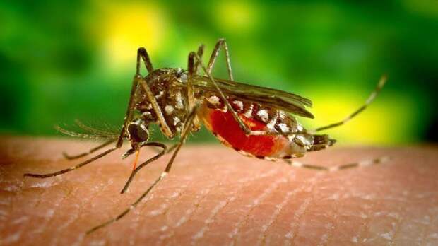 Борьба с аллергией на мошек и комаров: советы аллерголога