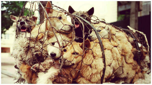 Китаянка выкупает собак на фестивале собачьего мяса китай, собаки, спасение животных