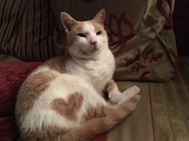 Кот, полный любви животные, забавно, коты, кошки, неожиданно, окрас, окрас кошек, фото