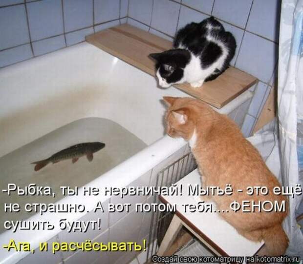 Котоматрица свежак (26 фото)