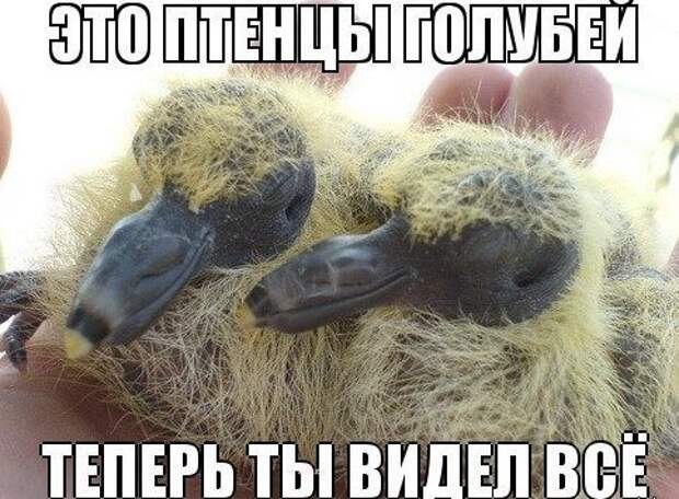 Подборка прикольных фото на тему "Теперь я видел всё" Подборка прикольных фото на тему "Теперь я видел всё"