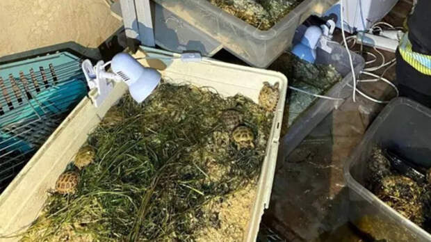 Пожарные спасли 700 черепашек и других животных при пожаре в квартире в Ленобласти