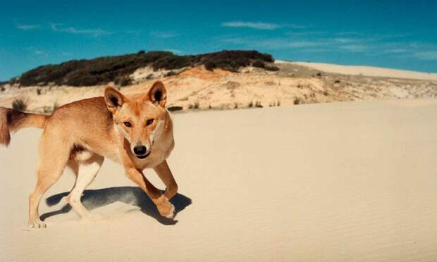 Собака динго обитает в Австралии