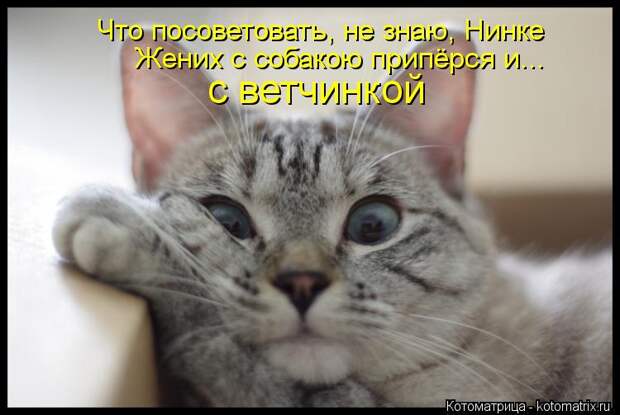 Котоматрица: Что посоветовать, не знаю, Нинке Жених с собакою припёрся и... с ветчинкой