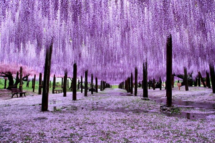 Японский фестиваль цветущей глицинии Great Westeria (35 фото)