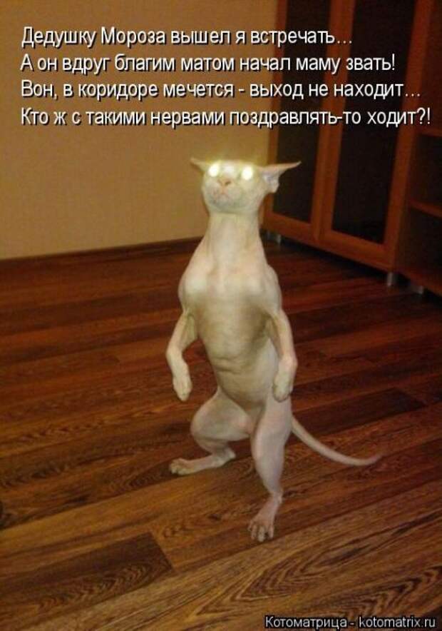 Лучшие котоматрицы недели (50 фото)