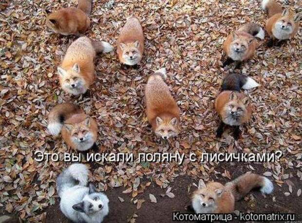 Котоматрицы(картинки с надписями)