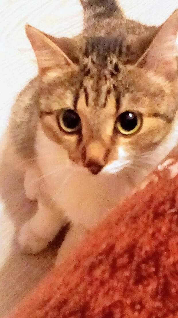 помощь уличному котенку кошка в доме