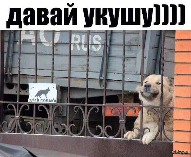 Пост хорошего настроения