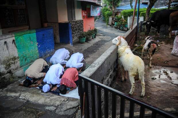 Ритуальное жертвоприношение животных в исламский праздник Курбан-байрам