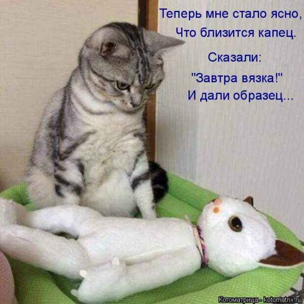 Лучшие котоматрицы недели (50 фото)