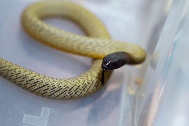 India Today: мужчина искусал ядовитую змею в ответ на укус