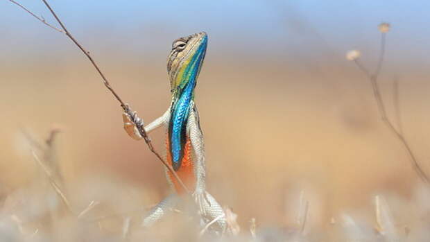 comedy-wildlife-photography-award3a1767e2__880