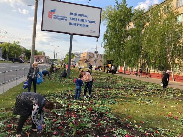 жители Северного Измайлова выбирают неповрежденные луковицы тюльпанов. Фото в сообществе ВКонтакте alt