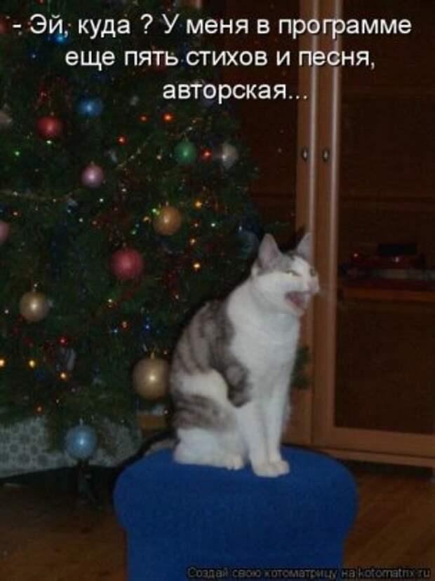 Лучшие котоматрицы недели (16 фото)
