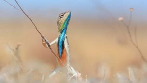 comedy-wildlife-photography-award3a1767e2__880