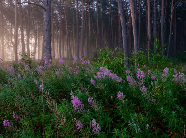 Утреннее блаженство в лесу. Автор фотографии: Игорь Горшков.